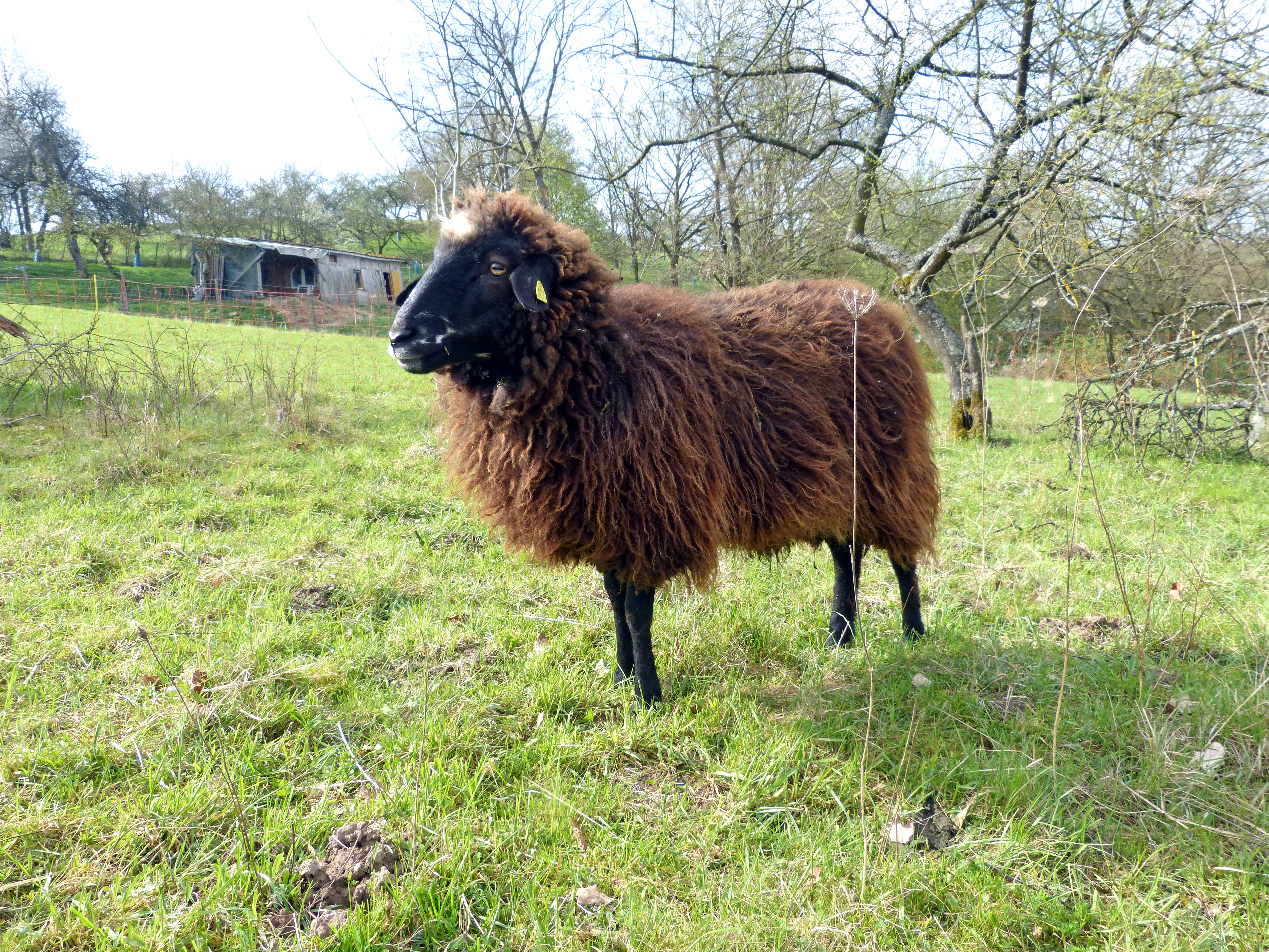 Schaf Brownie war Wolllieferant für das erste VeggieVell