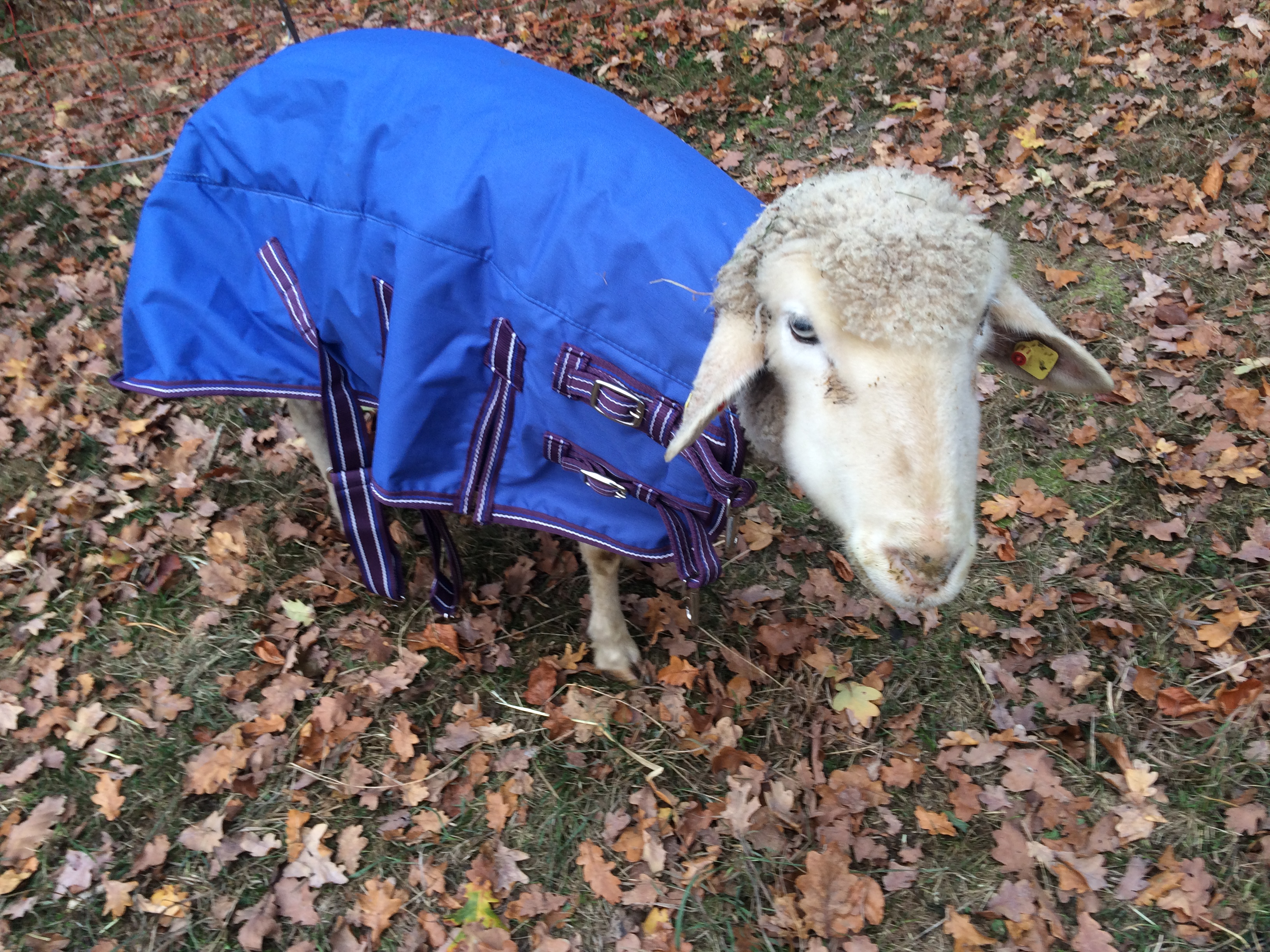 Oma Klara Tierpatschaft oder Patenschaft für ein Schaf übernehmen