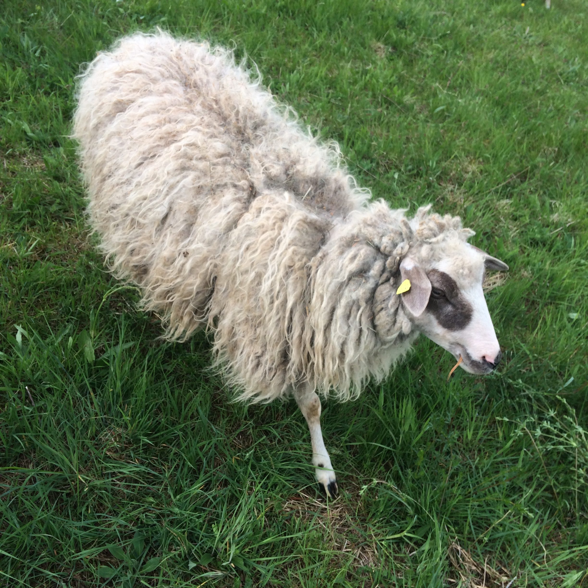 Jetzt Schafpatenschaft übernehmen für Schaf Schnuckle