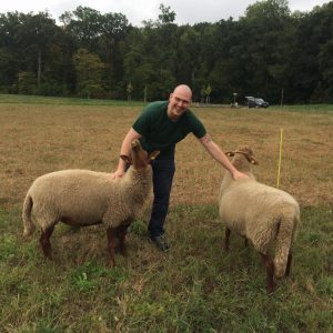 Schafe streicheln