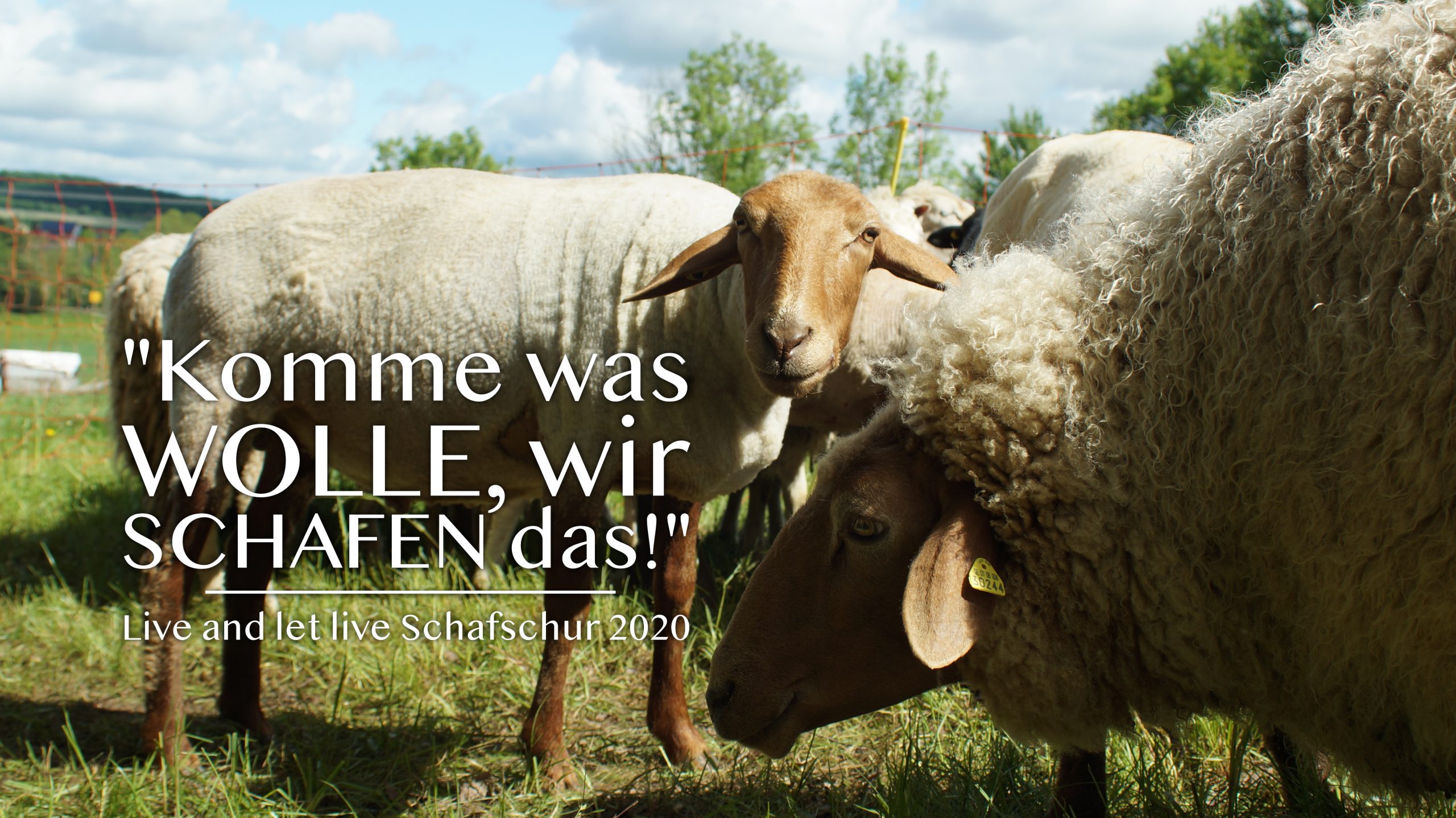 Live and let live Schafschur 2020: Komme was Wolle gemeinsam Schafen wir das! Tierschutz Schwaigern Banner