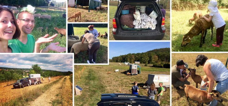 Gemeinsam mit uns die Welt ein Stück friedlicher machen…! Tierschutz Heilbronn, Tierschutz Schwaigern, Gnadenhof Heilbronn, Gnadenhof Schwaigern, Lebenshof, vegan, Schafe, Schafherde