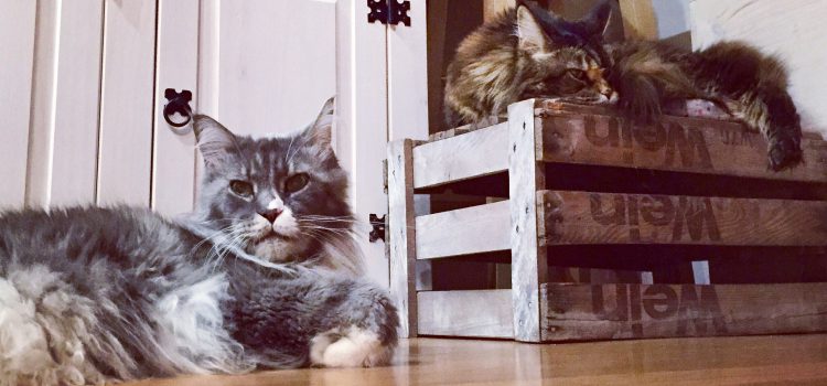 Vicky & Vivaldi Maine Coon Katzen Vicky und Vivaldi leben nun ebenfalls bei Live and let live