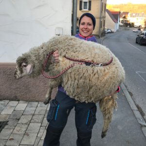 Rettung von Schafbock Jakob. Jetzt Patenschaft übernehmen oder Schafpatenschaft verschenken!