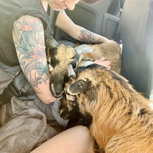 Kamerunschafe Schwaigern Live and let live Merlin und Linus