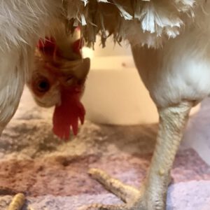 Gerettete Henni bei Live and let live