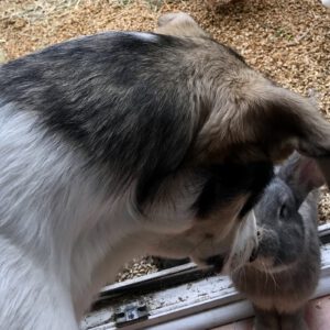 Deutscher Riesen-Mix Hase Anton vom Lebenshof Live and let live in Schwaigern bei Heilbronn 8
